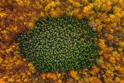 Aerial view of trees growing in forest during autumn