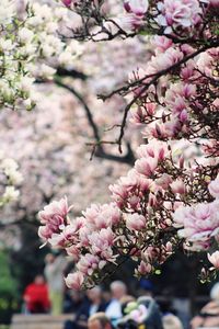 Close-up of pink cherry blossoms in spring