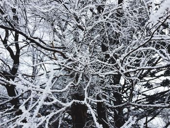 Full frame shot of bare tree