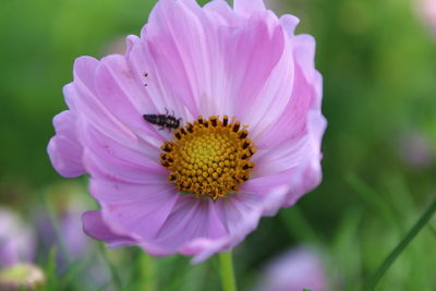 Close-up of pink cosmos flower