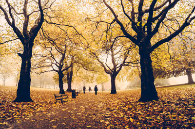 Trees in park