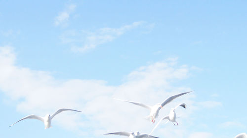 Low angle view of seagulls flying in sky