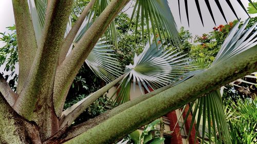 Low angle view of palm trees