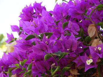 Close-up of pink flowering plant