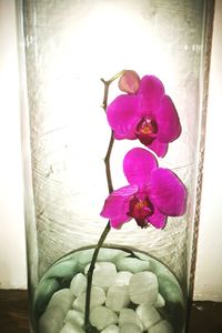 Close-up of purple orchid in vase at home