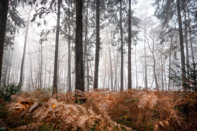 Pine trees in forest during foggy weather