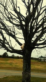 Bird perching on tree against sky