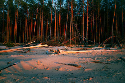 Sunset by the sea with fallen pine trees and the red light of the sun.