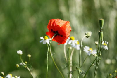 Close-up of red poppy flower on field