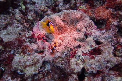 Fish swimming in sea