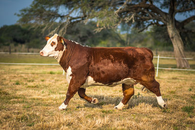 Side view of cow on field