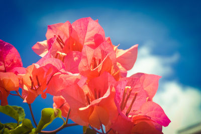 Close-up of pink flowering plant against sky