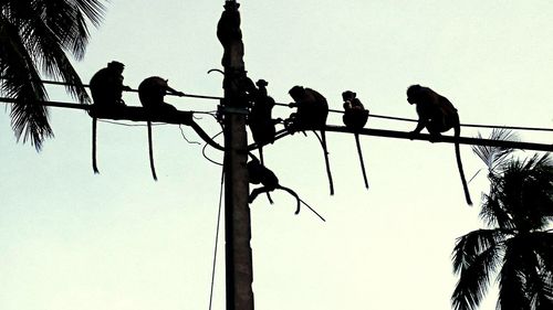Low angle view of silhouette birds perching on tree
