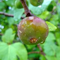 Close-up of raindrops on tree