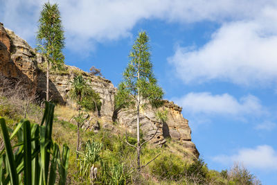 Low angle view of trees against sky