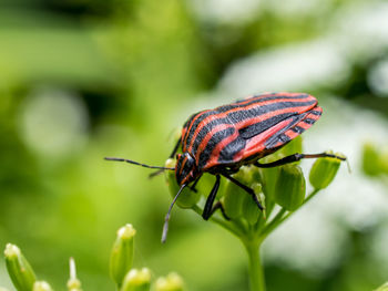 Close-up of butterfly on leaf