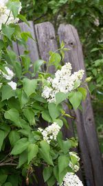 Close-up of white flowers