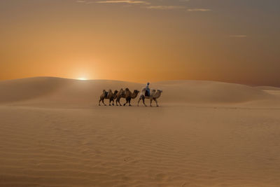 People riding horse in desert at sunset