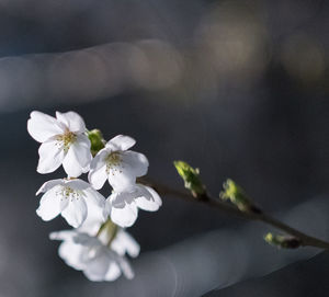 Close-up of white blossom