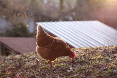 Close-up of a bird on field