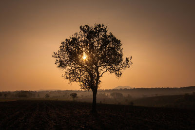 Silhouette tree on field against sky during sunset
