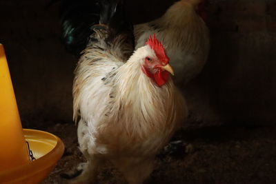 Close-up of rooster