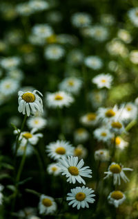 Close-up of white daisy flowers