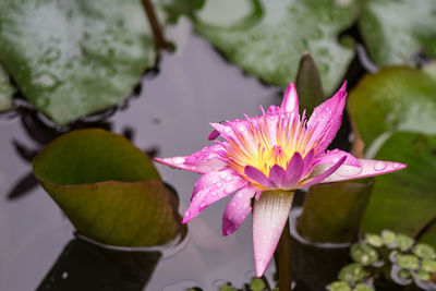 Close-up of lotus water lily in pond