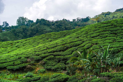 Scenic view of agricultural field against sky