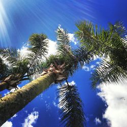 Low angle view of palm trees against sky