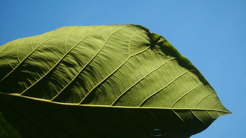 Close-up of green leaves against sky