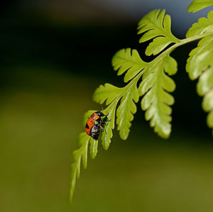 Close-up of ladybug on leaf