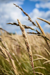 Close-up of wheat growing in field