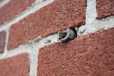 Close-up of lizard on wall