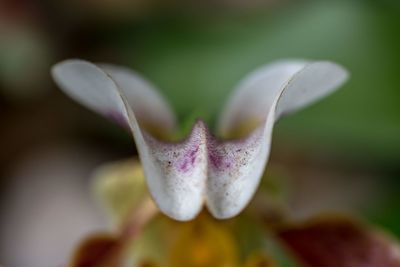 Close-up of white flowering plant