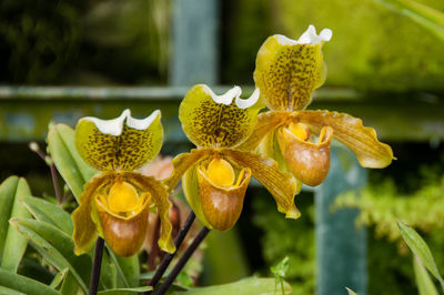 Close-up of yellow flower