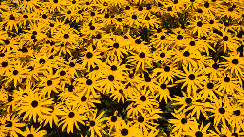 Full frame shot of yellow flowers blooming outdoors