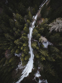 High angle view of road amidst trees in forest