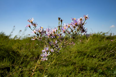 Close-up of purple flowers on field