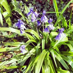 Close-up of purple flowers