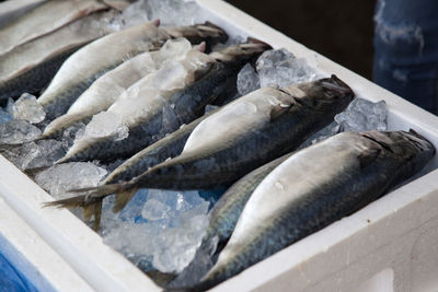High angle view of fish with ice in container for sale at market stall