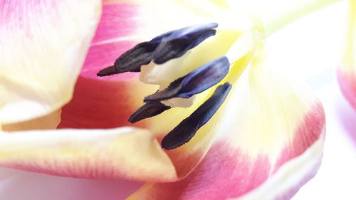 Close-up of insect on flower