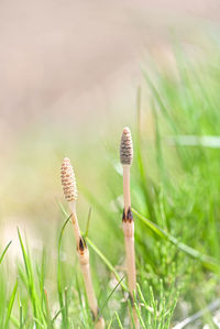 Close-up of plant