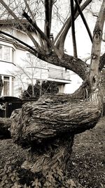 Close-up of tree trunk