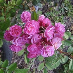 Close-up of pink rose