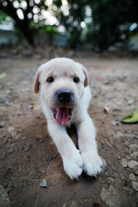 Close-up portrait of dog on field