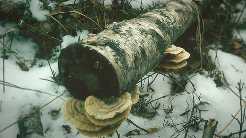 Close-up of tree branch with fungus on snow covered field