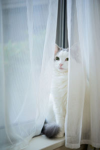 Cat sitting between curtains