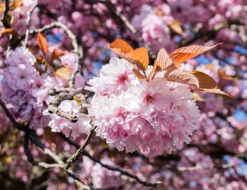 Close-up of cherry blossoms