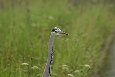 High angle view of gray heron